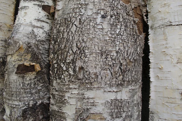 Dried birch bark. — Stock Photo, Image