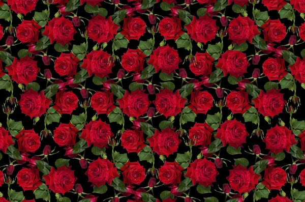 Motley fond noir avec des roses rouges et des bourgeons — Photo