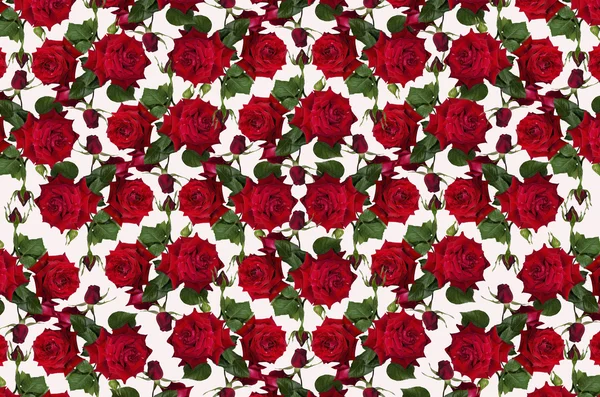 Motley white background with red roses and buds — Stock Photo, Image