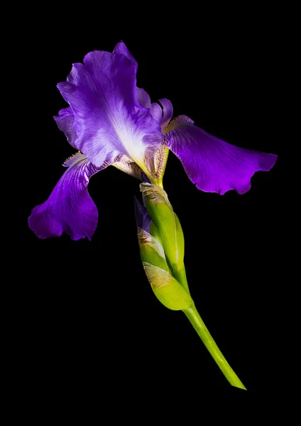 Iris púrpura brillante con motas amarillas — Foto de Stock