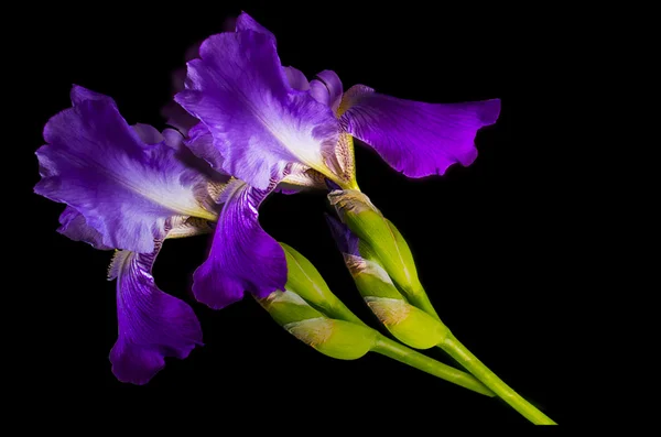 Dos ramitas de iris púrpura con manchas amarillas — Foto de Stock