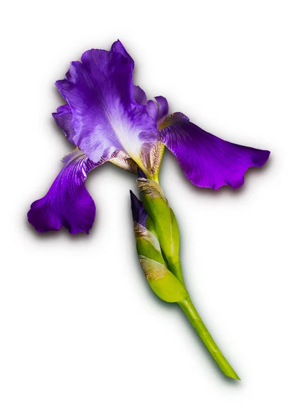 Iris púrpura con motas amarillas — Foto de Stock