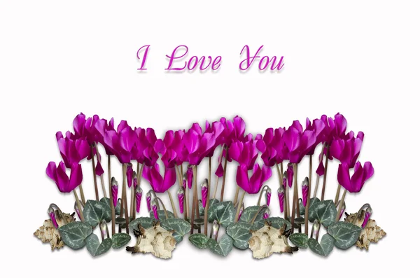 Bouquets cyclamen with seashells on a light pink background — Stock Photo, Image