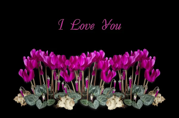 Bouquets cyclamen with seashells on a black background — Stock Photo, Image