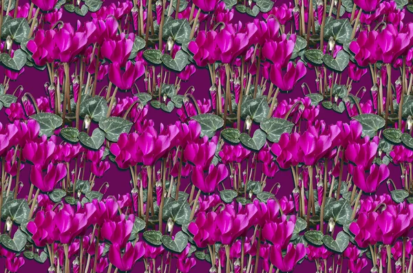 Original lila Hintergrund mit Sträußen lila Cyclamen und Knospen mit Blättern — Stockfoto