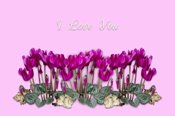 Bouquets cyclamen with seashells on a light purple background — Stock Photo, Image