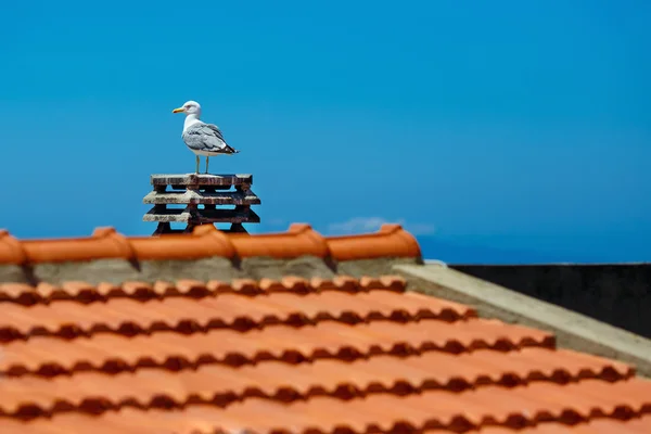 Möwe sitzt auf Steindach — Stockfoto