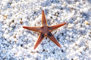 Doğal beyaz mermer taşlar ile sahilde deniz yıldızı