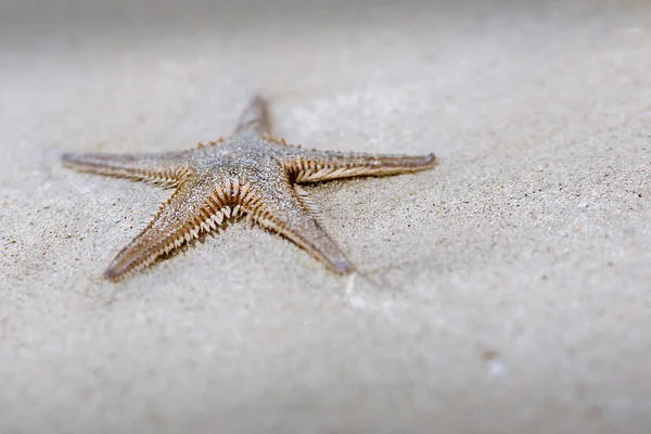 Deniz yıldızı bir plaj beyaz kum ile