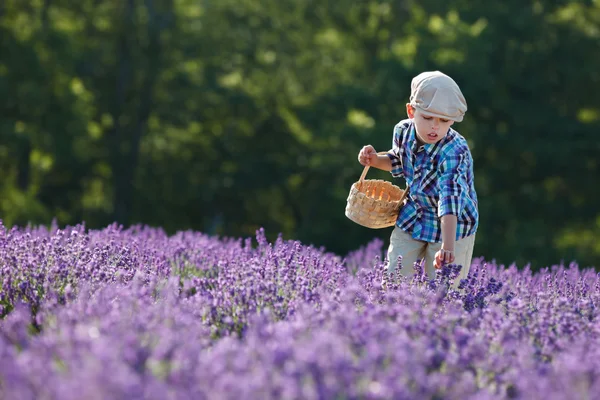 Roztomilý malý chlapec s košíkem levandule pole — Stock fotografie
