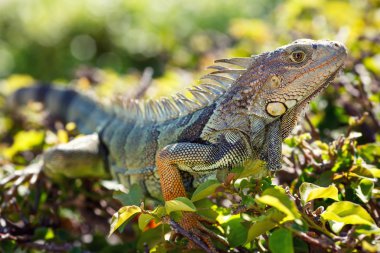 Bir erkek Yeşil Iguana Close-Up