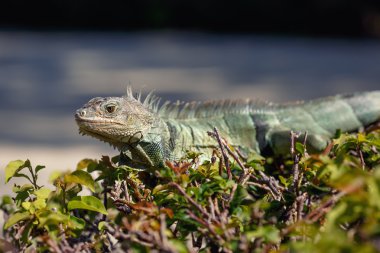 Dalda oturma Yeşil Iguana portre