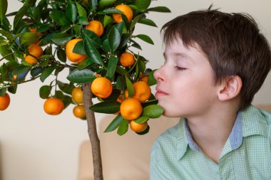 Küçük mandalina ağacı dalı yakınındaki küçük çocuk