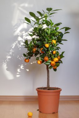 Pota küçük mandalina ağacı