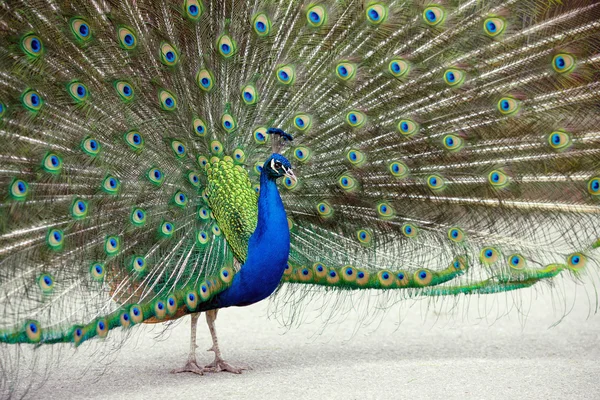 Portrait of peacock with feathers out — Stock Photo, Image