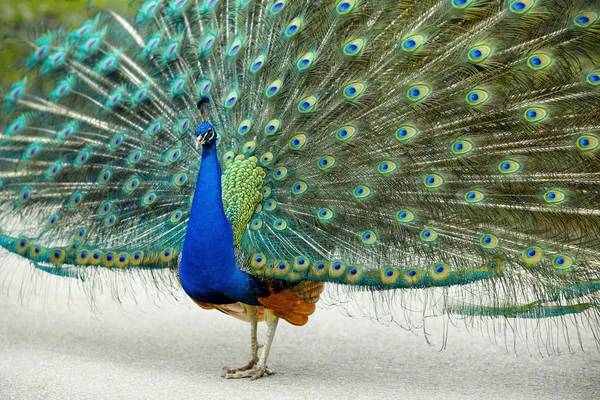 Portrait of peacock with feathers out — Stock Photo, Image