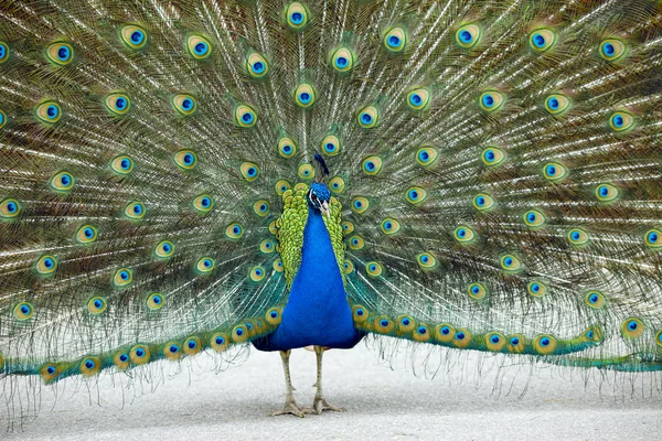 Portrait of peacock with feathers out — Stock Photo, Image