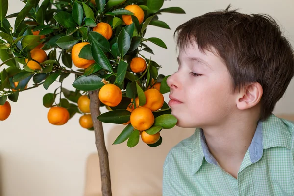 Little boy near small tangerine tree branch — Stock Photo, Image