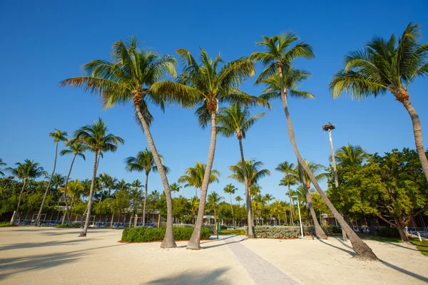 Station tropicale avec cocotiers sur une plage de sable fin, Floride, États-Unis — Photo