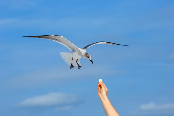 Flying seagull taking food from hand — Stock Photo, Image