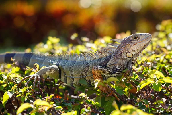 Close-up de um macho Iguana Verde em seu habitat natural — Fotografia de Stock