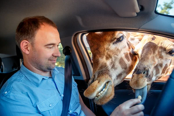 Žirafy do hlavy auto a čekání potraviny z turistických — Stock fotografie