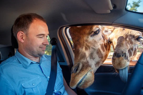 キリンは、観光から車で待っている食品の頭を乗せる — ストック写真