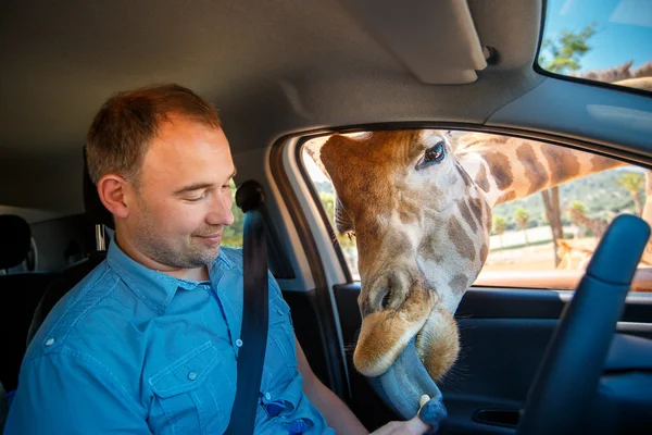 La jirafa puso la cabeza en el coche y esperando la comida del turista — Foto de Stock