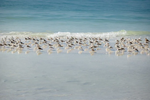 Sandpiper flock at a winter Siesta Key beach in Florida — Stock Photo, Image