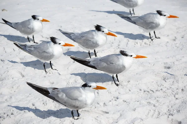 Groep van Koninklijke sterns zeevogels staan op zandstrand Siesta Key in Florida — Stockfoto