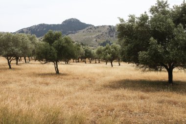 Harika olive grove