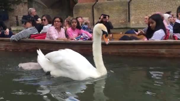 ケンブリッジ、英国- 06.18.2018:ケンブリッジでのパンチ。白鳥が浮く. — ストック動画