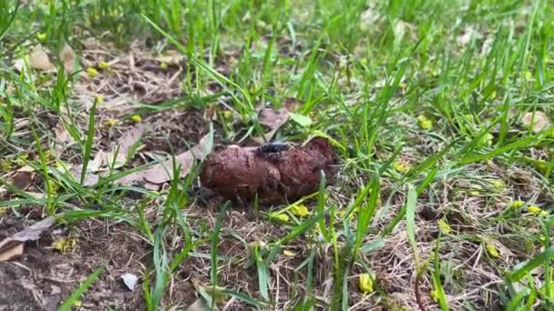 Flies on an animal excrement, dogs shit on the lawn in the city park. Sarcophaginae: Flesh flies are also known to eat decaying vegetable matter and excrement. Animal feces or faeces. — Stok video