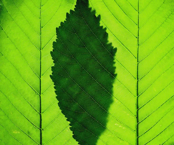 Estrutura Folha Castanha Fundo Natural Fechar Folhas Castanha Detalhes Folha — Fotografia de Stock