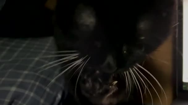 Gatto di razza incrociata nera lecca la zampa in ambiente domestico, gattino pulizia gli artigli sulla zampa posteriore, gatto domestico nero con lunghi artigli — Video Stock