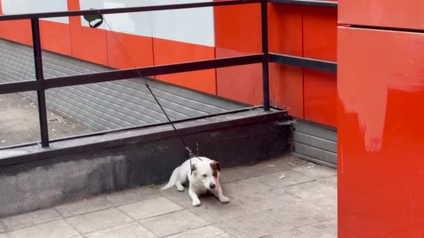 Dog Jack Russell Terrier aan de lijn. Vastgebonden aan een metalen hek Jack Russell Terrier wachtend op zijn eigenaar bij een deur naar een winkel op een hete zomerdag. Eenzame kleine hond. — Stockvideo
