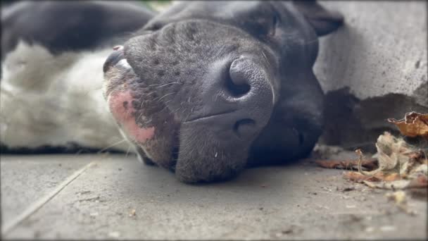 Kufa Zbliżeniowa Śpiącej Samicy Psa Amerykańskiego Pit Bull Terrier Apbt — Wideo stockowe