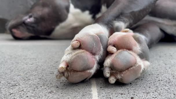 Primeros Planos Garras Patas Dormir American Pit Bull Terrier — Vídeos de Stock
