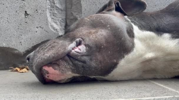 Close Hoofd Kaak Van Een Slapende Teef Amerikaanse Pitbull Terrier — Stockvideo