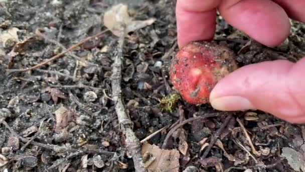 Cogumelo Russula Com Chapéu Vermelho Floresta Cogumelo Russula Comestível Cogumelos — Vídeo de Stock