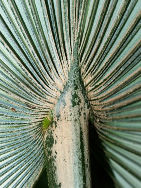 Part of leave like fan