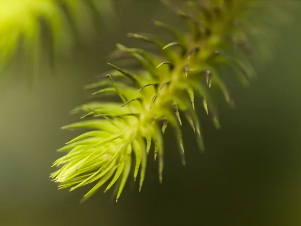 Detail des jungen Ablegers — Stockfoto