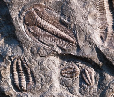 Çek Cumhuriyeti fossiled trilobite