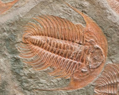 Çek Cumhuriyeti fossiled trilobite