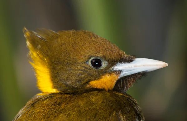 Pájaro carpintero de Nuca Amarilla Mayor - Picus flavinucha — Foto de Stock