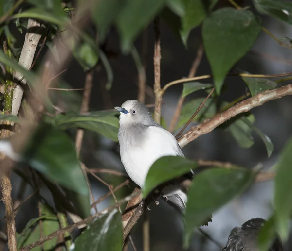 White-axlade starling - sturnia sinensis — Stockfoto