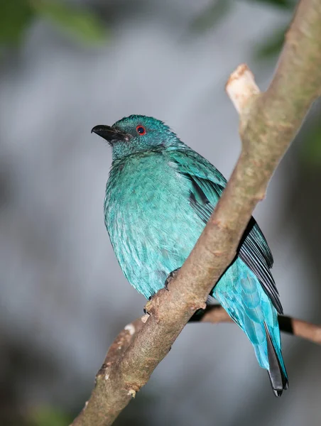 Asijské víla modrý pták — Stock fotografie