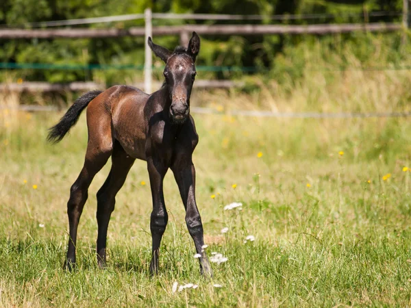 Young foal on the pasture — Stock Photo, Image