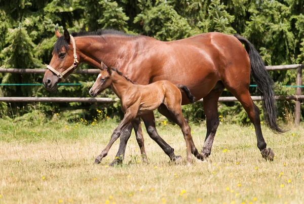 Mare with foal on the pasture — Stock Photo, Image