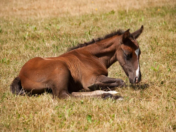 一天老小马驹，躺在草地上 — 图库照片